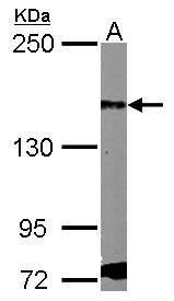 PDGF Receptor alpha Antibody