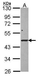 DRAK1 Antibody