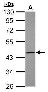 EDG1 Antibody