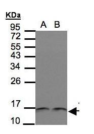 Trx  Antibody
