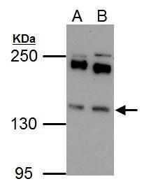 Eps15 Antibody