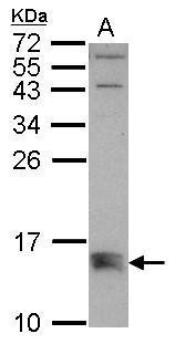BMF Antibody