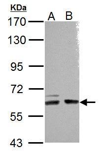 ARHGEF9 Antibody