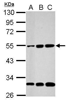 Cyclin A2 Antibody