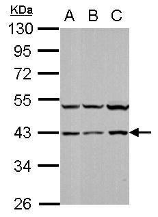 p38 Antibody