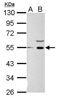 Wnt1 Antibody