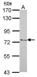 SENP2 Antibody