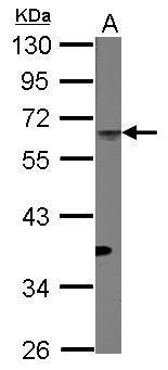 CD4 Antibody