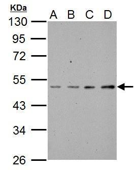 SSH3BP1 Antibody
