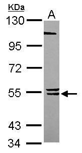 BLK Antibody