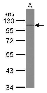 CD34 Antibody