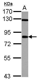 CD55 Antibody