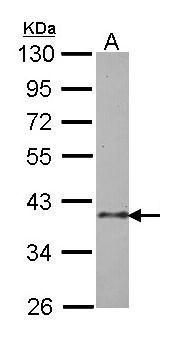 BUB3 Antibody