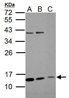 ROPN1B Antibody