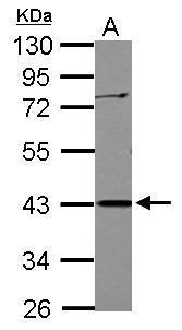 APOBEC3G Antibody