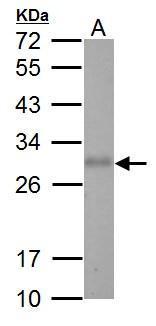 Adiponectin Antibody