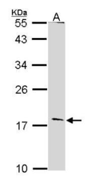 Glucagon Antibody