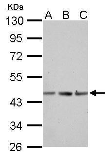alpha Actin (skeletal muscle) Antibody