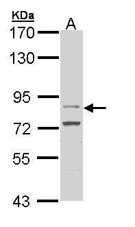 FGFR4  Antibody