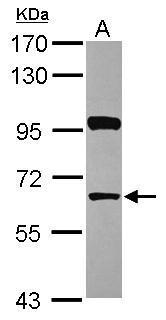HDAC1 Antibody