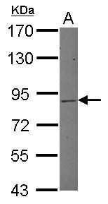MLH1 Antibody