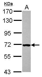CHK2 Antibody