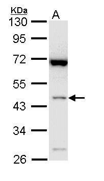 Bif1 Antibody