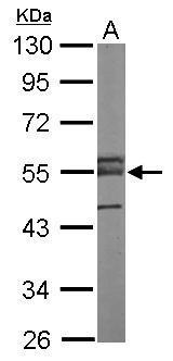 ERG Antibody