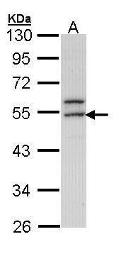ERG Antibody