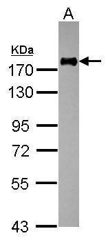 CD11a Antibody