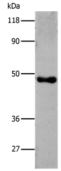 6-His Antibody