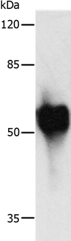 c-Myc Tag Antibody