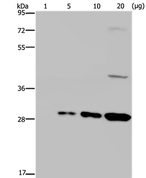 GFP Antibody