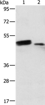 RARB Antibody