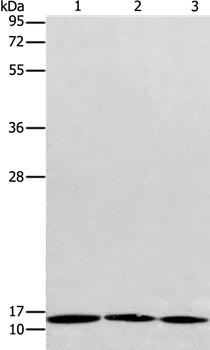 RPS27 Antibody