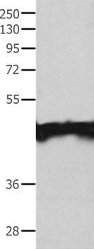 MAT1A Antibody