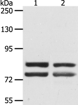 DDX4 Antibody