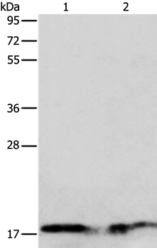 ANG Antibody