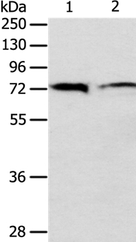 ANTXR1 Antibody