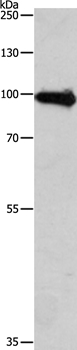APLP1 Antibody