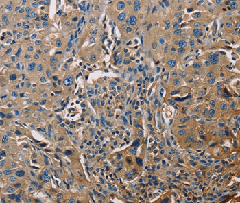 APOA1 Antibody