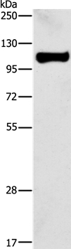 STAT6 Antibody