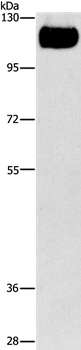 TLR4 Antibody