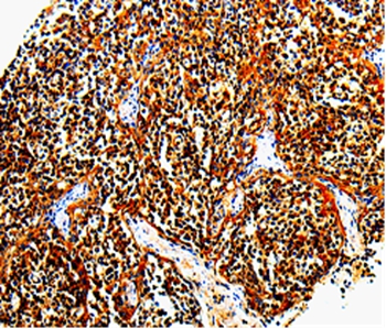 TLR7 Antibody