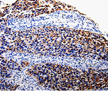 COX10 Antibody