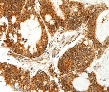 COX7B Antibody