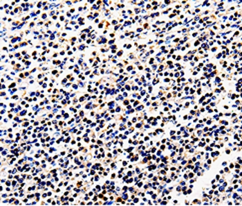 COX6B1 Antibody