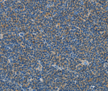 COX7B2 Antibody