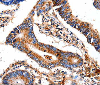COX8A Antibody