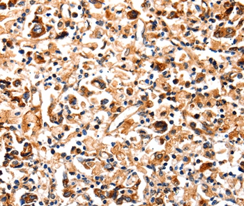 COX8A Antibody